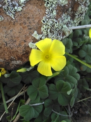 Oxalis lasiorrhiza