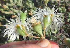 Mesembryanthemum brevicarpum