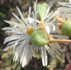 Mesembryanthemum brevicarpum