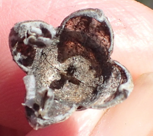 Image of Mesembryanthemum brevicarpum by (c) Nicola van Berkel, some rights reserved (CC BY-SA)