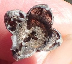 Mesembryanthemum brevicarpum