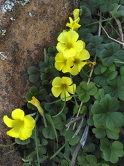 Oxalis lasiorrhiza