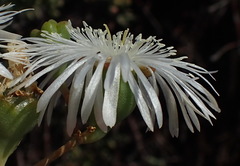 Mesembryanthemum brevicarpum