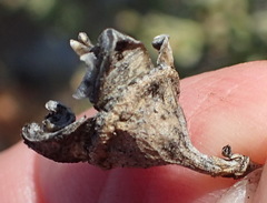 Mesembryanthemum brevicarpum
