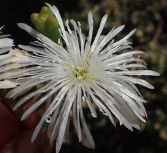 Mesembryanthemum brevicarpum