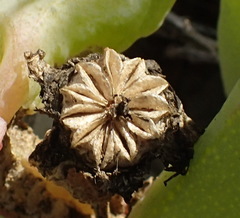 Malephora purpureocrocea