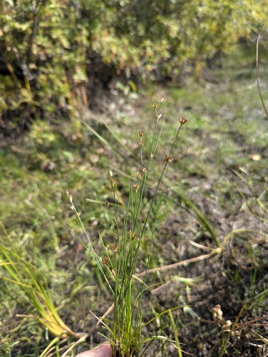 Image of Juncus tweedyi by no rights reserved