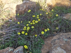 Oxalis lasiorrhiza