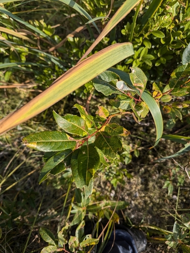 Image of Salix pyrifolia by no rights reserved