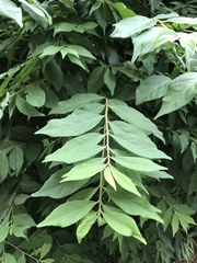 Euonymus alatus