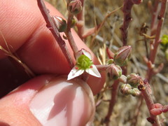 Dudleya blochmaniae blochmaniae
