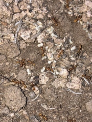 Aphaenogaster boulderensis