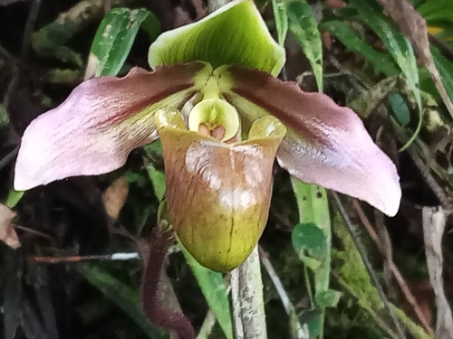 Wentworth's Paphiopedilum (Paphiopedilum wentworthianum)