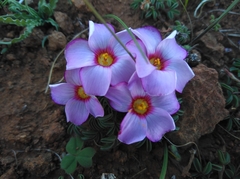 Oxalis callosa