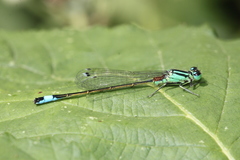Arrenurus
