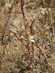 Dudleya blochmaniae blochmaniae
