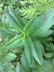 Mentha × piperita