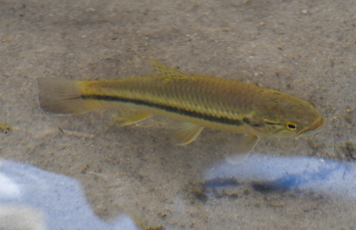 Aimara jeju (Hoplerythrinus unitaeniatus) — Erythrinidae
