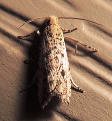 Bactra verutana