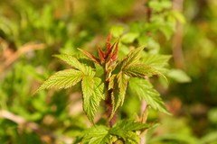 Rubus idaeus strigosus