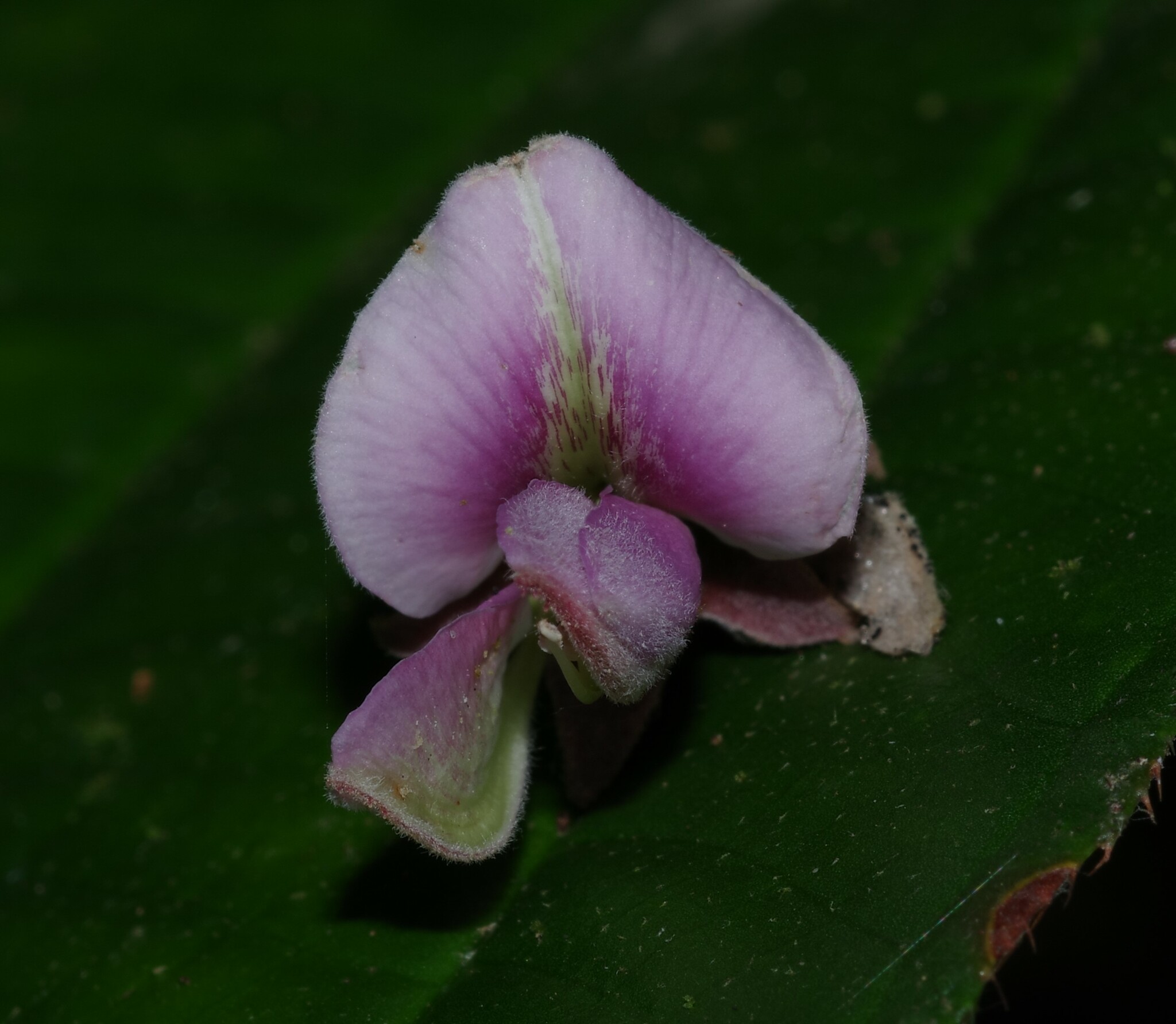Dussia discolor