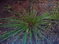 Cordyline pumilio