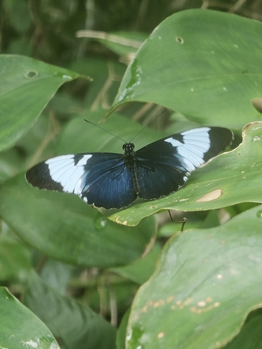 Cydno Longwing
