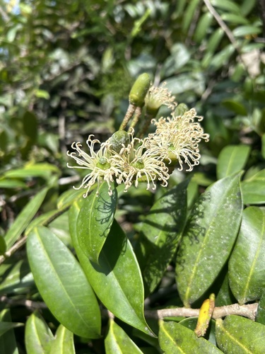 Marcgravia rectiflora