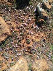 Oxalis callosa