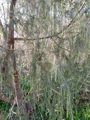 Passerina falcifolia