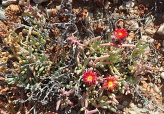 Malephora purpureocrocea