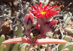 Malephora purpureocrocea