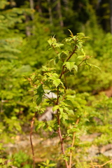 Rubus idaeus strigosus