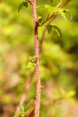 Rubus idaeus strigosus