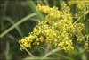 Galium verum asiaticum - Photo (c) Lee, seong-won, some rights reserved (CC BY-NC), uploaded by Lee, seong-won