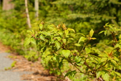 Rubus idaeus strigosus