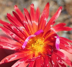 Malephora purpureocrocea