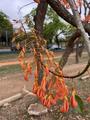 Mulungu (Erythrina mulungu)