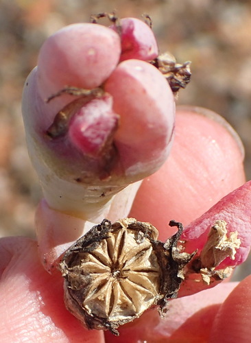 Image of Malephora purpureocrocea by (c) Nicola van Berkel, some rights reserved (CC BY-SA)