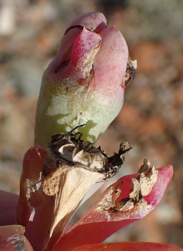 Image of Malephora purpureocrocea by (c) Nicola van Berkel, some rights reserved (CC BY-SA)