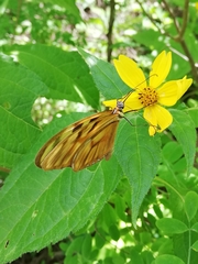 Athesis clearista