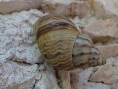 Orthalicus