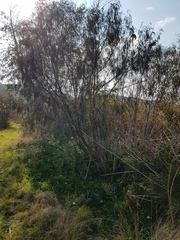 Passerina falcifolia