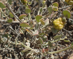 Manochlamys albicans