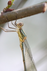 Chalcolestes viridis