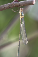 Chalcolestes viridis