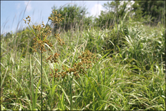 Scirpus wichurae