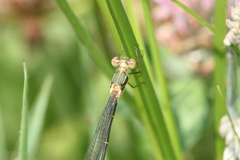 Chalcolestes viridis