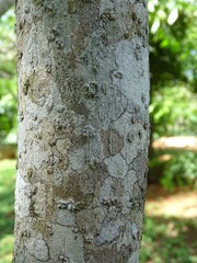 Tabernaemontana amygdalifolia