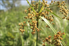 Scirpus wichurae